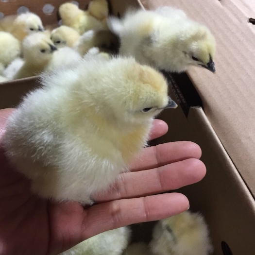 上海白凤乌鸡苗