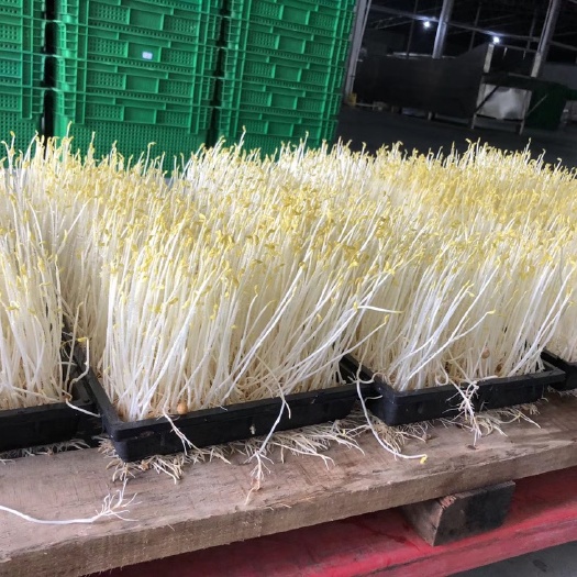 广州豌豆苗 10-15cm 人工种植 