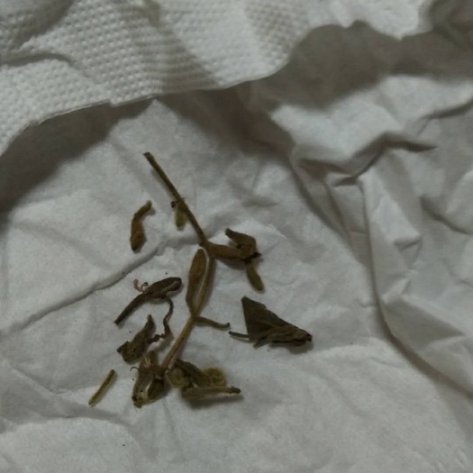 丹东金银花 朝鲜松籽红豆叔子籽等