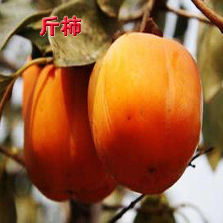 日本斤柿子树苗 