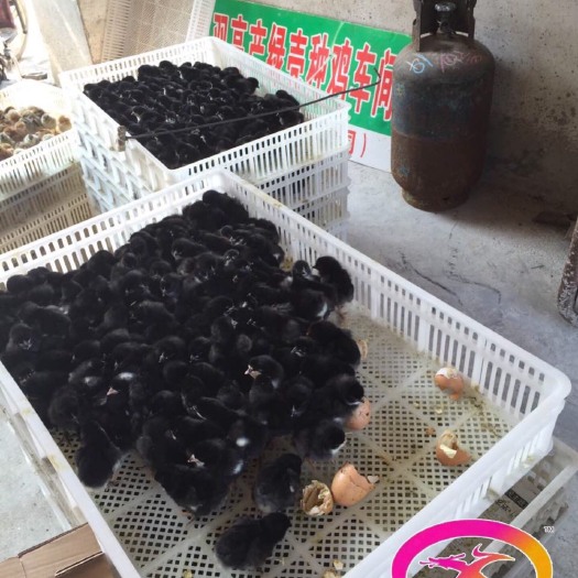 绿壳蛋鸡 包打疫苗，运输死亡包赔