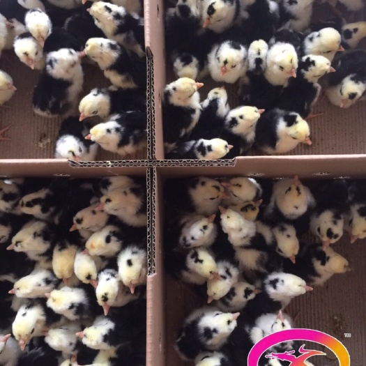 广州 贵妇鸡苗大量供应中
