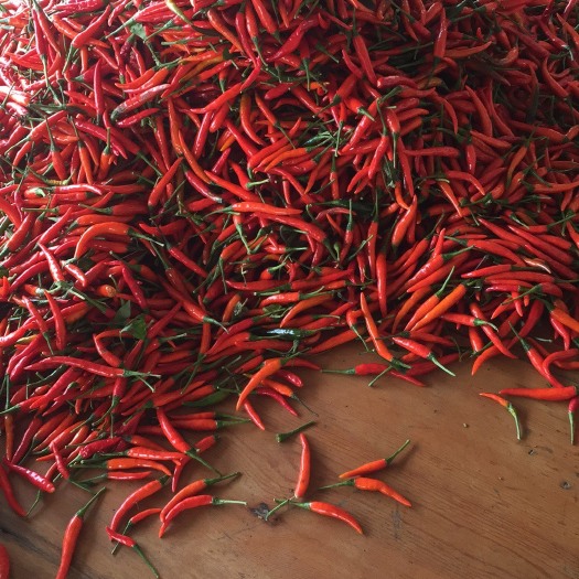启东市艳红辣椒 5~10cm 中辣 红色