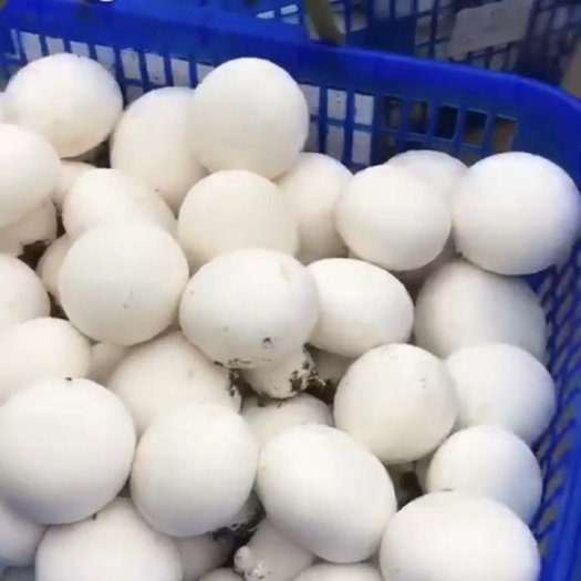 如皋市蘑菇 