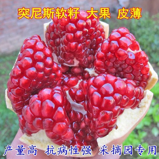 泰安软籽石榴苗 突尼斯1-5公分，