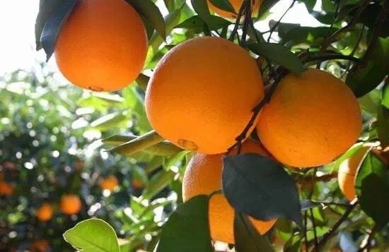 【坏果包赔】富川脐橙,十斤礼盒装,不泡药,不打蜡,鲜果直发