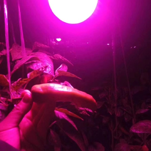 曲阜市大棚蔬菜增长补光灯，植物补光灯