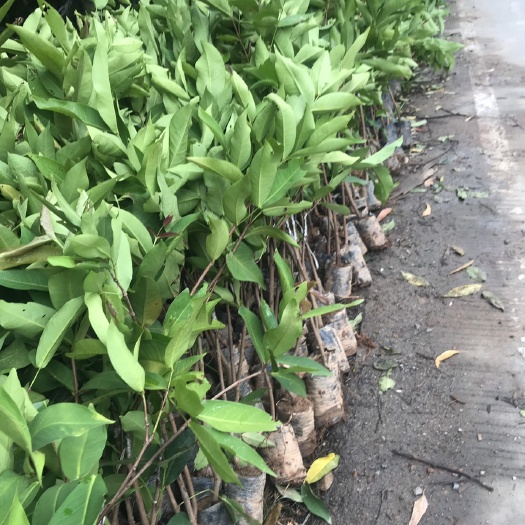 灵山县黑金刚莲雾苗 