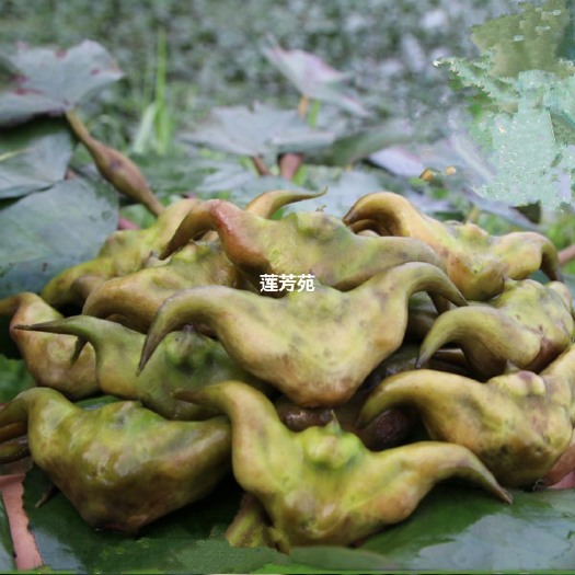 微山县大青菱 两角菱