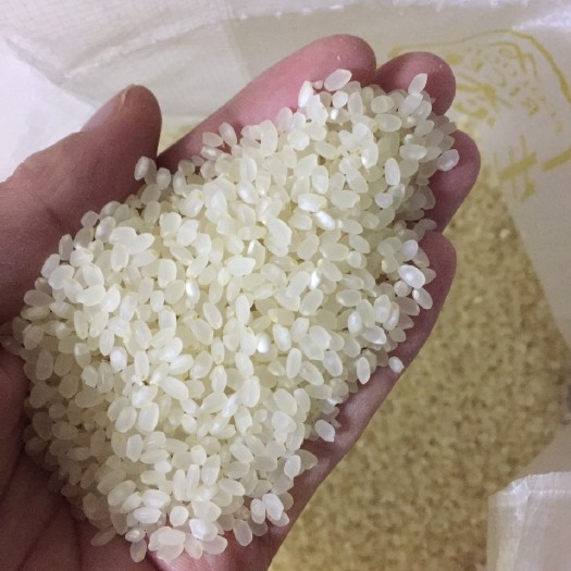南梗46号大米 香味浓,口感好富有弹
