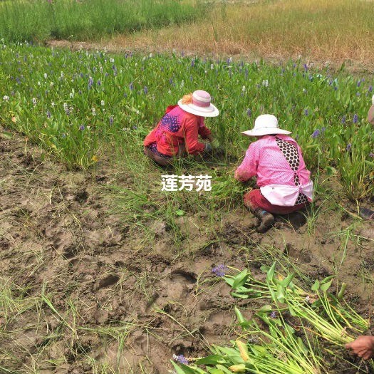 微山县梭鱼草