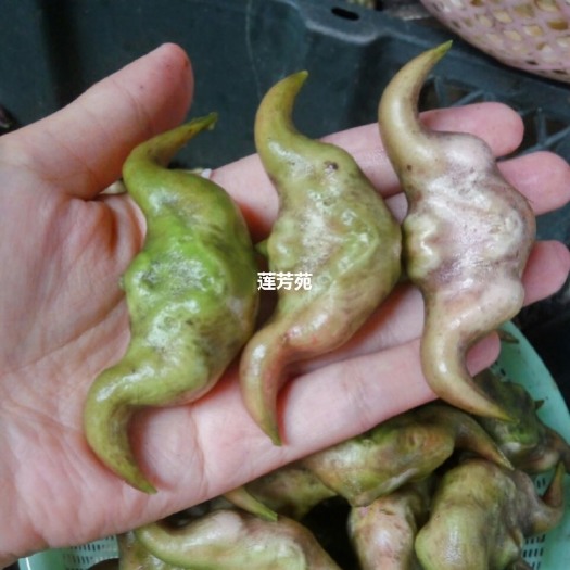 微山县野菱角 四角菱
