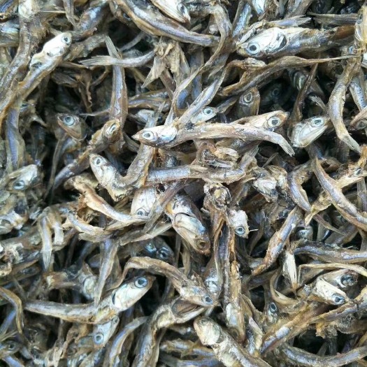 海兴县饲料鱼