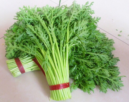 白银光杆茼蒿 25~30cm