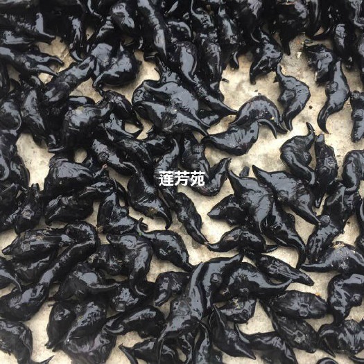 微山县大青菱 两角菱