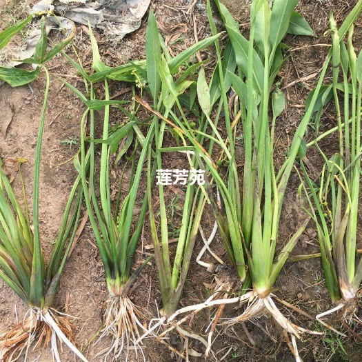 微山县宽叶慈姑 混装通货 优质慈菇苗批发