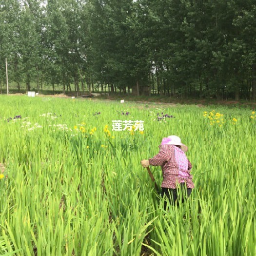微山县鸢尾苗