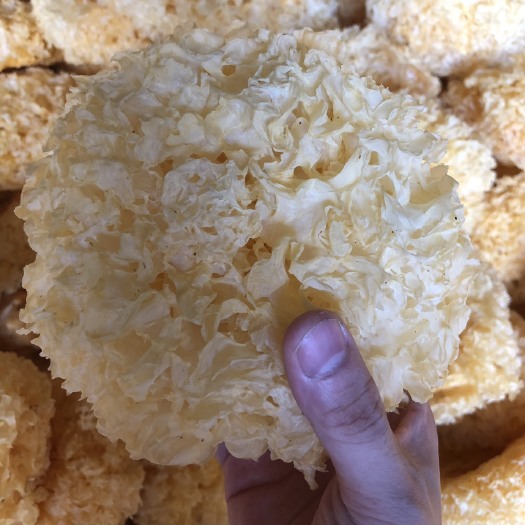 古田县古田银耳 淡黄色 干银耳 朵状银耳