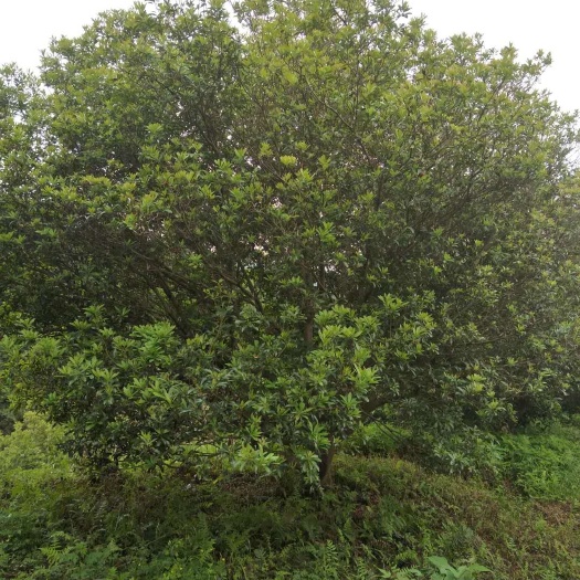 靖州县杨梅树