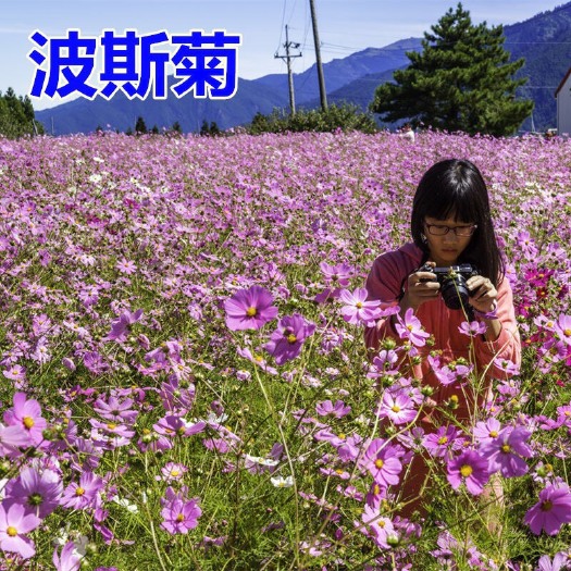 沭阳县波斯菊种子