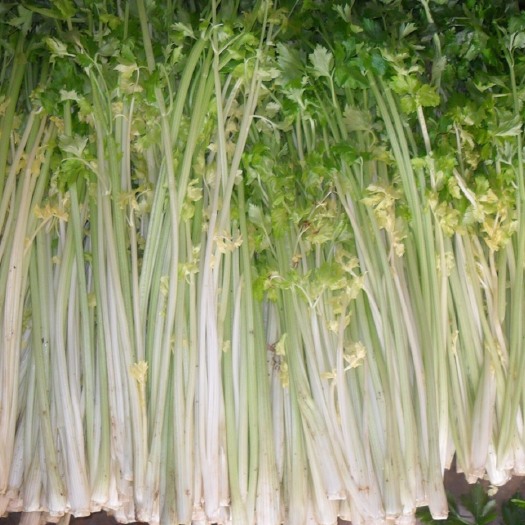 白银白芹 0.5斤以下 露天种植 40~45cm
