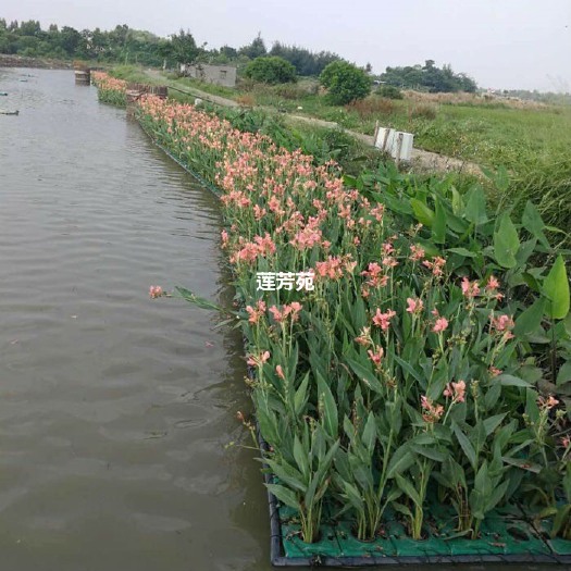 微山县生态浮岛 植物浮岛批发