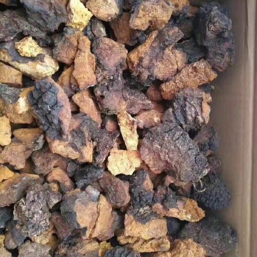 勐腊县白桦茸 桦树茸