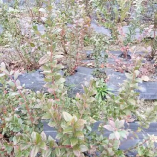 凯里市粉蓝蓝莓苗