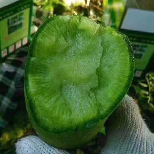 天津沙窝萝卜  天津正宗沙窝水果萝卜