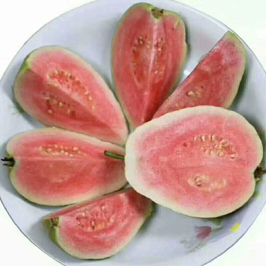 容县红心芭乐 