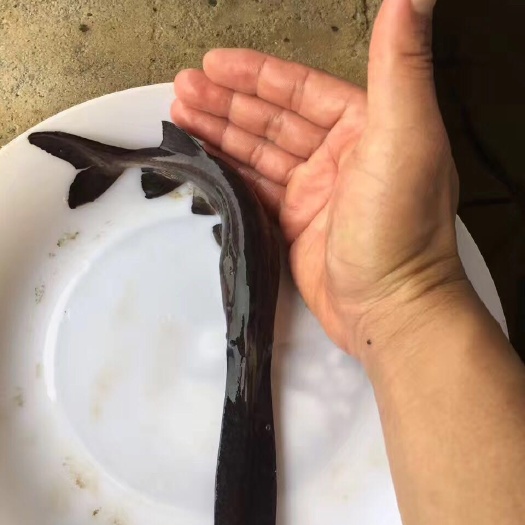 佛山鸭嘴鱼苗 统货