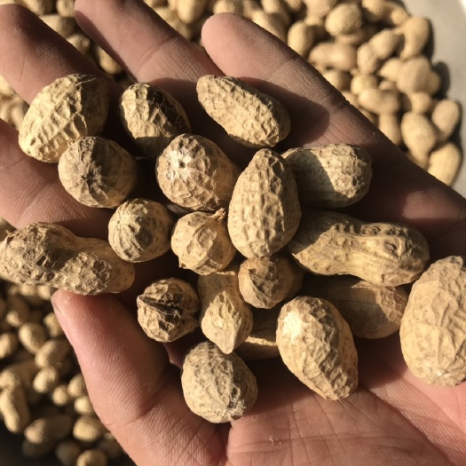 汝南县蒜香花生 6-12个月