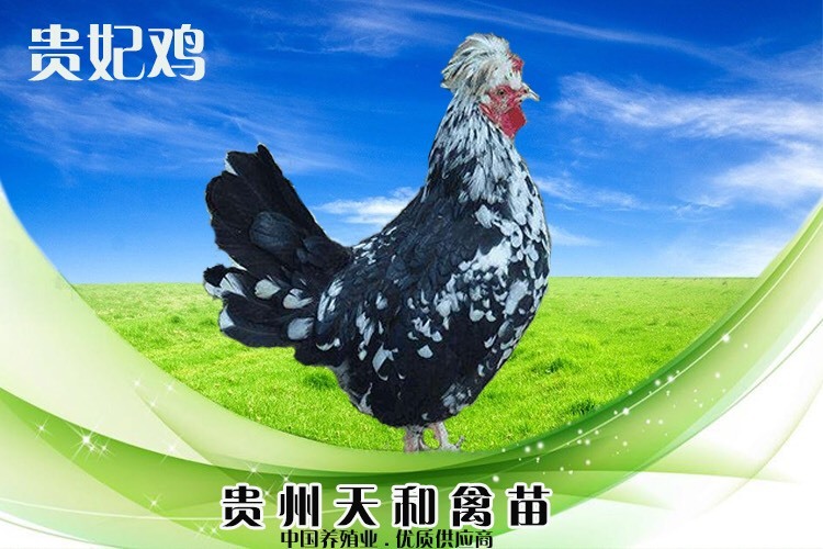 贵阳贵妃鸡苗 