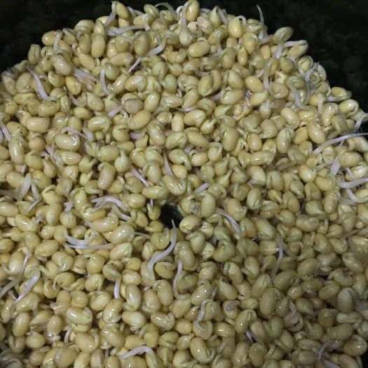 敦化市大豆 吉林省延边朝鲜族自治州敦化市 生大豆 1等品 豆粒