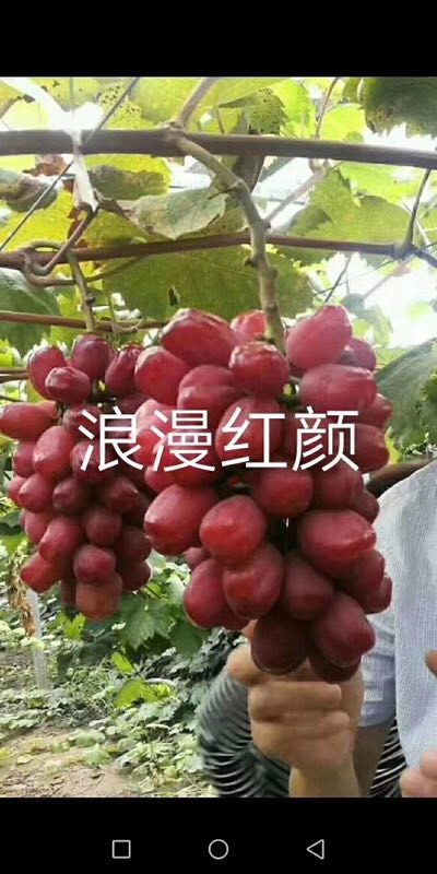 泰安浪漫红颜葡萄苗
