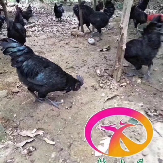 隆回县五黑一绿鸡苗