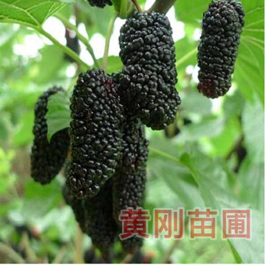 当阳市无籽大十果桑苗 