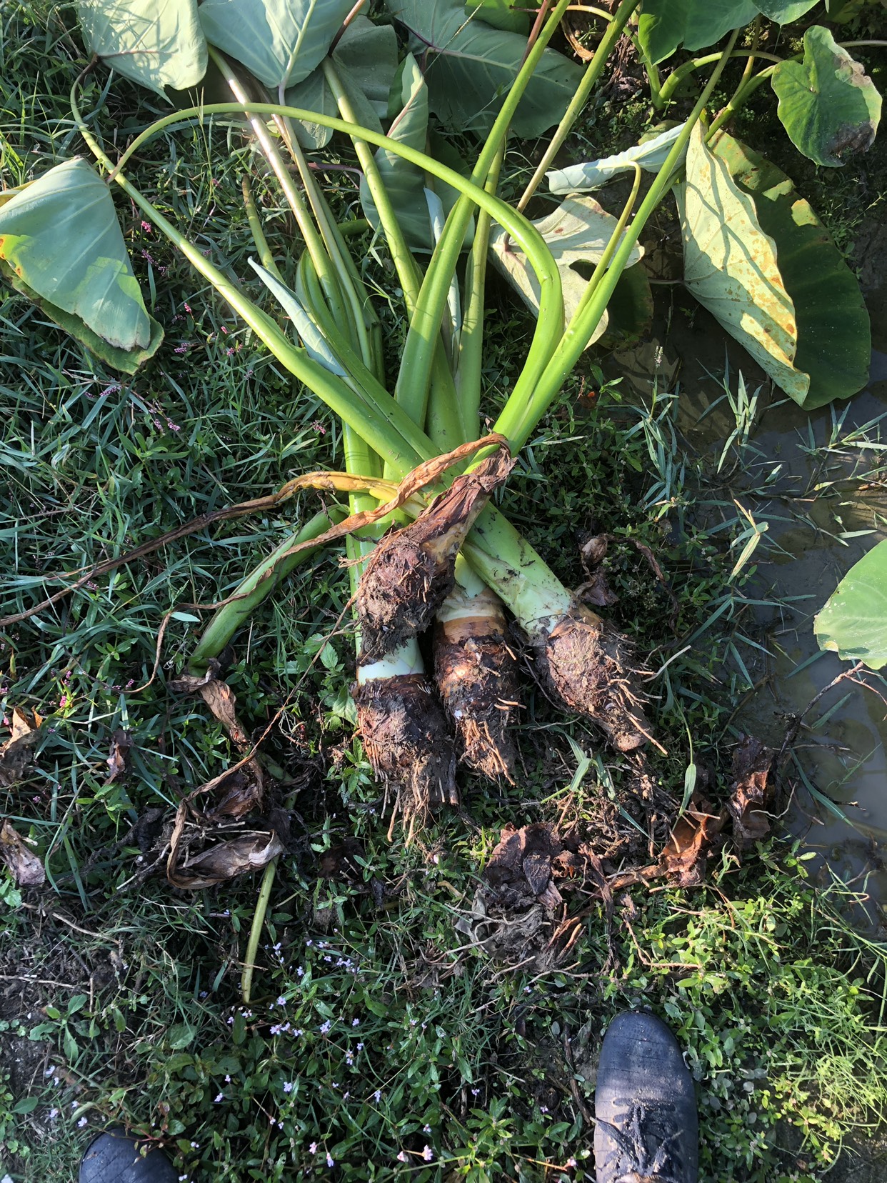 槟榔芋 ！湖南香芋，香，粉，糯