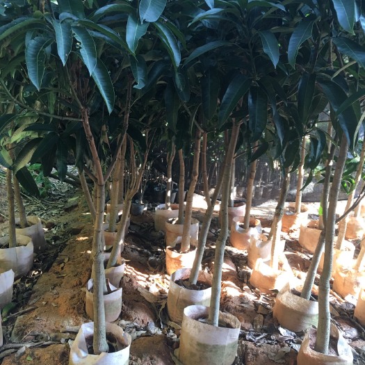 灵山县四季芒果苗  四季密芒苗，气候达到，一年多次开花结果