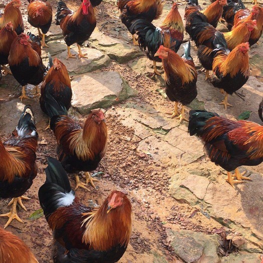 广州清远2号麻鸡苗