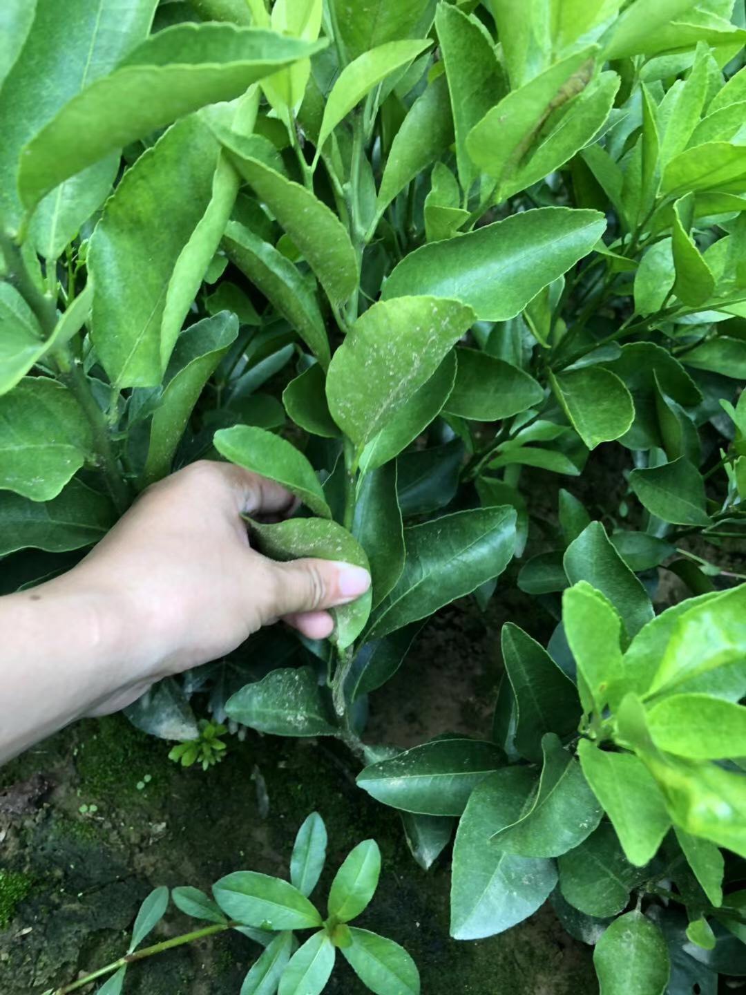 沙糖桔苗 嫁接苗，现起现发，发货保湿处理，品质保证
