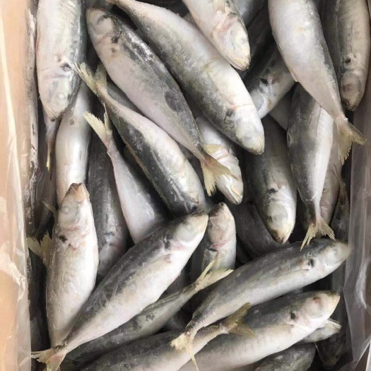 石狮市巴浪鱼干