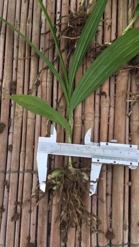 天门市紫花白芨苗 宽叶紫花三叉白及苗