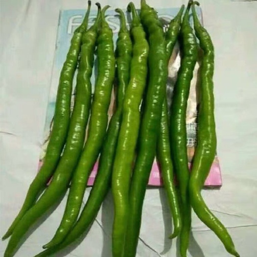 钦州尖椒 中辣 