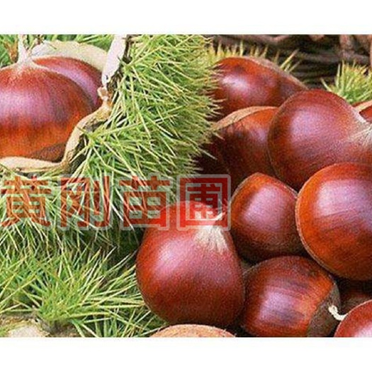 当阳市大红袍板栗苗 嫁接苗 0.5~1米