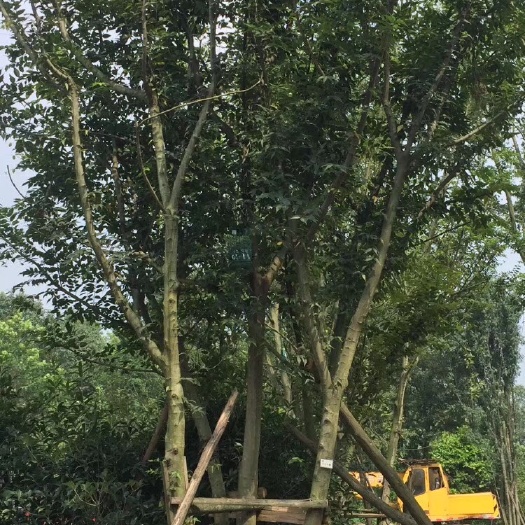 成都丛生朴树  朴树   品种齐全 全国发货