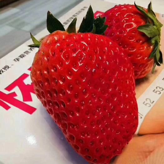 东港市九九草莓 50克以上 