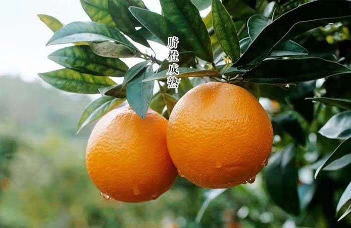 宜昌纽荷尔脐橙 