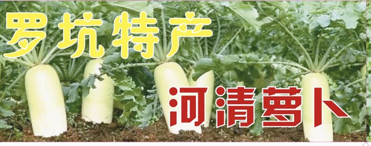 江门白萝卜 2~2.5斤