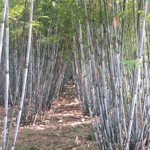 博罗县 粉单竹